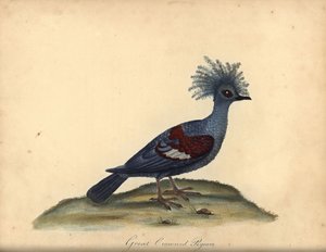 Západní korunovaný holub, Goura cristata. (Velký korunovaný indický holub, Columba coronata). Zranitelný. Ručně kolorovaná mědirytina ilustrace Williama Hayese z Portrétů vzácných a zvědavých ptáků ze zvěřince v Osterly Parku (Londýn:
