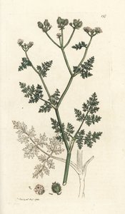 Bílý krajkový květ, Orlaya grandiflora (malý caucalis nebo basard petržel, Caucalis daucoides). Ručně kolorovaná mědirytina od Jamese Sowerbyho z James Smith