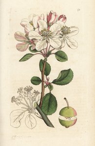Divoké jablko nebo krab, Malus domestica (Pyrus malus). Ručně kolorovaná mědirytina od Jamese Sowerbyho z James Smith