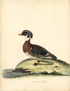 Dřevěná kachna, Aix sponsa. (Letní kachna, Anas sponsa.) Ručně kolorovaná mědirytina ilustrace Williama Hayese z Portrétů vzácných a zvědavých ptáků ze zvěřince Osterly Park (Londýn: Bulmer od William Hayes