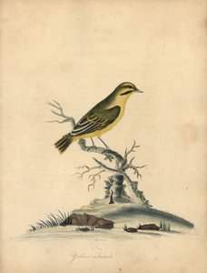 Žlutá pěnkava, Fringilla butyracea. Vyhynulý? Ručně kolorovaná mědirytina ilustrace Williama Hayese z Portréty vzácných a zvědavých ptáků ze zvěřince Osterly Park (Londýn: Bulmer