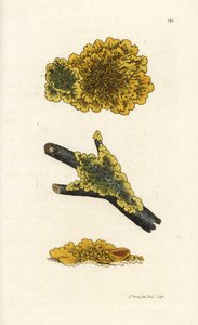 Žlutá stěna lišejník, Lichen parietinus. Ručně kolorovaná mědirytina od Jamese Sowerbyho z James Smith