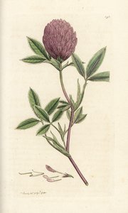 Jetel cikcak nebo trojlístek, Trifolium medium. Ručně kolorovaná mědirytina od Jamese Sowerbyho z James Smith
