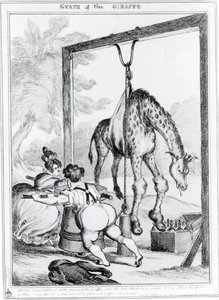 Stav žirafy, 1829 od William Heath