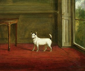 Portrét Jack Russell Terrier (v Regency Interior) 1814