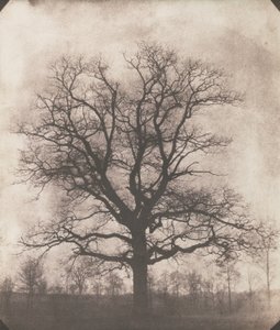 Dub v zimě, kolem 1892-93 (kalotyp negativní)