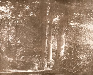 Beech Trees, Lacock Abbey, cca 1844 (sépiová fotografie) od William Henry Fox Talbot