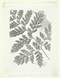 Větev kapradiny od William Henry Fox Talbot