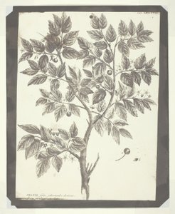 Kopie botanické rytiny "Celtis" od William Henry Fox Talbot