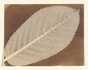  od William Henry Fox Talbot
