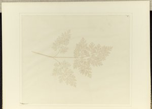 List rostliny od William Henry Fox Talbot