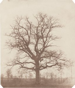 Dub od William Henry Fox Talbot