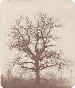 Dub, polovina 40. let 19. století (foto) od William Henry Fox Talbot