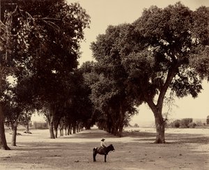 [Calle de Guadeloupe, Chihuahua, Mexiko] od William Henry Jackson