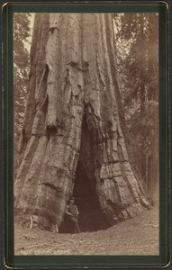 Smiths Cabin