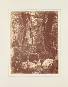 Stezka v lese, Gallatin Cañon od William Henry Jackson