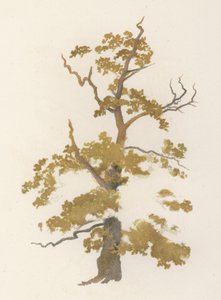 Stromy: Dub (barva litho)