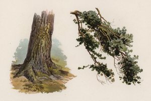 Stromy: jedle skotská (barva lito)