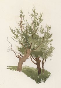 Stromy: Vrba (barva lito) od William Henry James (after) Boot