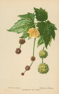 Catkins of the Plane od William Henry James Boot