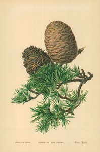 Šišky cedru od William Henry James Boot
