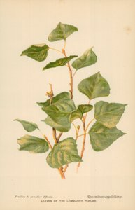 Listy topolu lombardského od William Henry James Boot