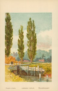 Lombardský topol od William Henry James Boot