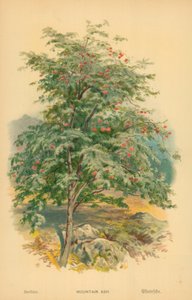 Mountain Ash od William Henry James Boot