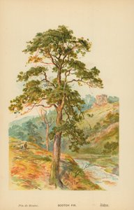 jedle skotská od William Henry James Boot