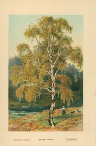 Stříbrná bříza od William Henry James Boot