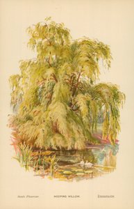 Smuteční vrba od William Henry James Boot