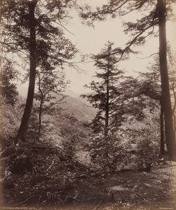 Pohled na útes, skrz stromy,c. 1895 (foto)