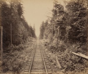 Hemlock Forest,c. 1895 (foto) od William Herman Rau