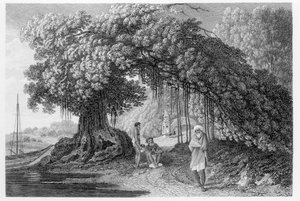 Banyan Tree, z 