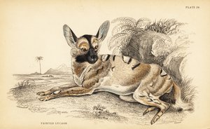 Africký divoký pes, Lycaon pictus, ohrožený od William Home Lizars