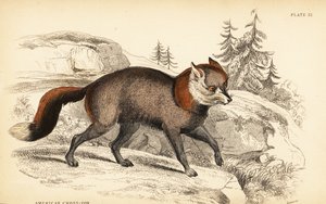 Americká kříženka, liška od William Home Lizars