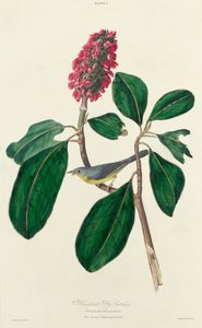 Bonaparte Fly Catcher, 1827. od William Home Lizars