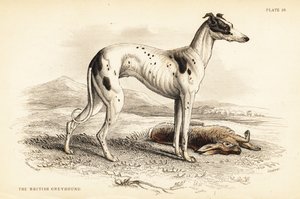 Britský chrt, Canis lupus familiaris od William Home Lizars