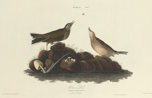 Hnědý skřivan, 1827. od William Home Lizars