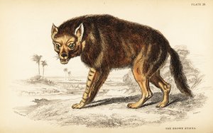 Hyena hnědá nebo strandwolf, Hyaena brunnea (Hyaena fusca) od William Home Lizars