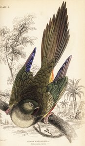 Zahrabaný papoušek nebo patagonský conure, Cyanoliseus patagonus od William Home Lizars