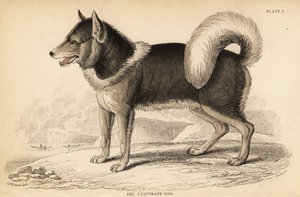 Kanadský eskymácký pes nebo qimmiq, Canis lupus od William Home Lizars