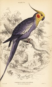 Korela, Nymphicus hollandicus od William Home Lizars
