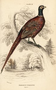 Bažant obecný (kruhokrký), bažant colchicus torquatus