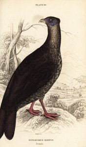 Fireback chocholatý, Lophura ignita, samice (kohout Macartney, Euplocomus ignitus) od William Home Lizars