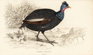 Perlička chocholatá, Guttera pucherani (Numida cristata) od William Home Lizars