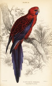 Karmínová rosela, Platycercus elegans od William Home Lizars