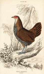 Samice pralesní šedé nebo pralesní Sonneratova, Gallus sonneratii (Gallus sonnerati) od William Home Lizars