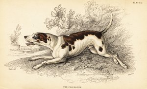 Fox honič, Canis lupus familiaris od William Home Lizars