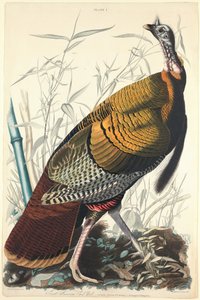 Velký americký kohout, 1827.